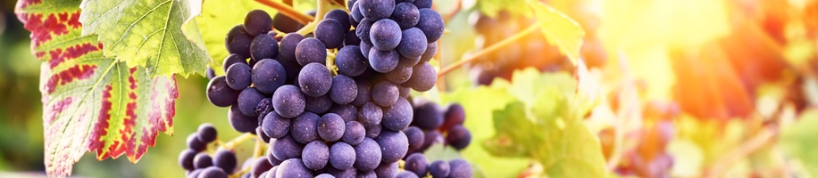 Pinot Blanc Pinot Blanc