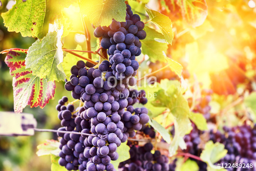 Garganega
